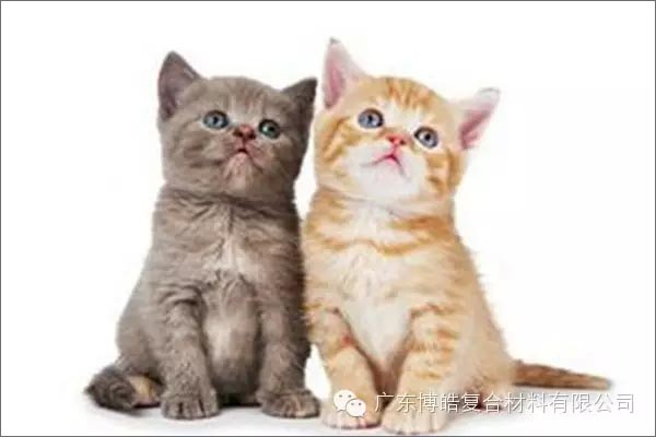 白貓黑貓，抓住老鼠就是好貓
